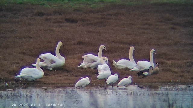 Cigno reale - ML647282948