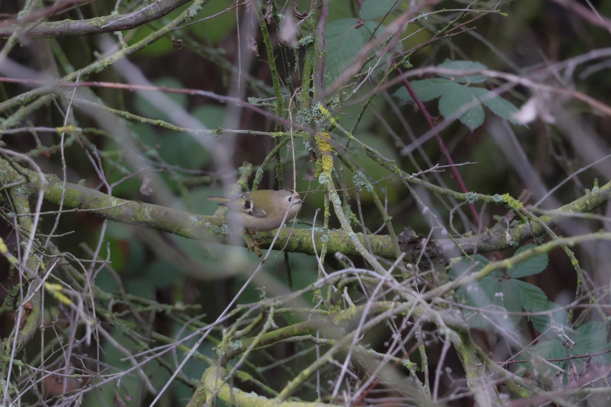 Goldcrest - ML647282951