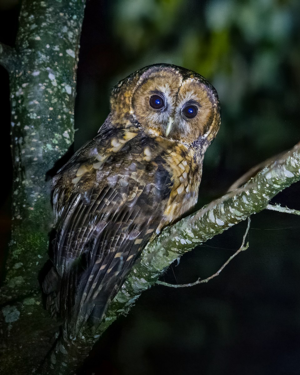 Гималайская неясыть - ML647282952