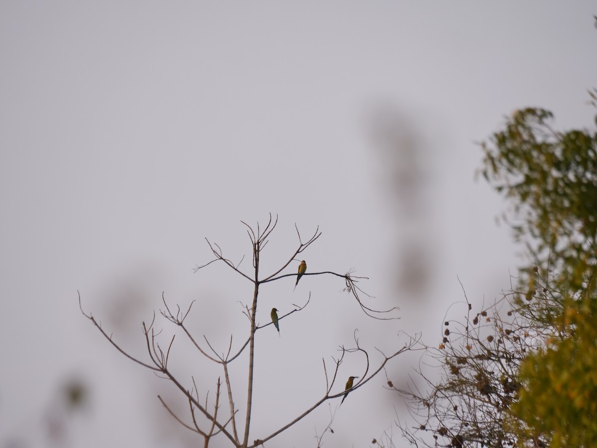 Blue-tailed Bee-eater - ML647282953