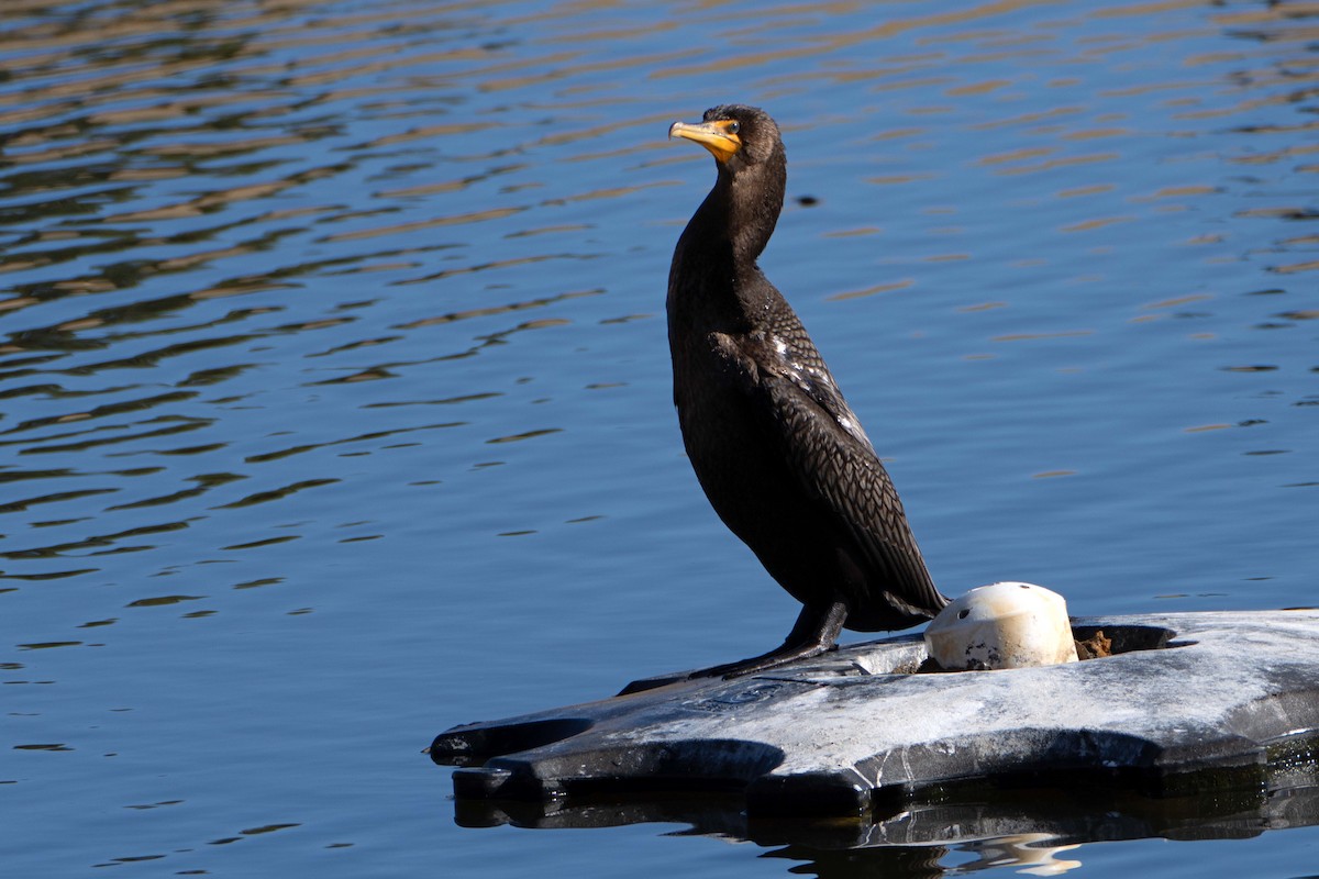 Double-crested Cormorant - ML647282954