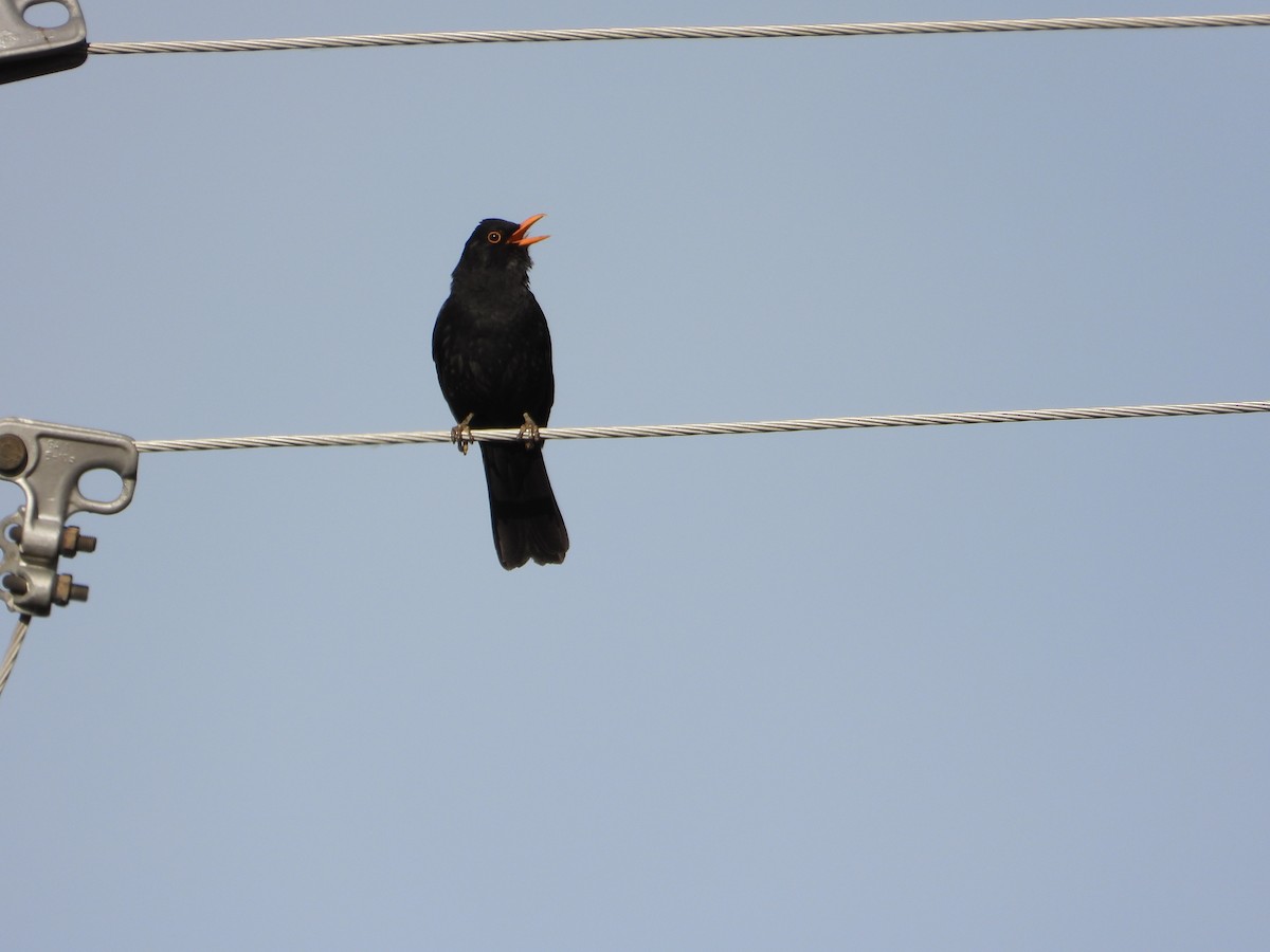 Eurasian Blackbird - ML647282958
