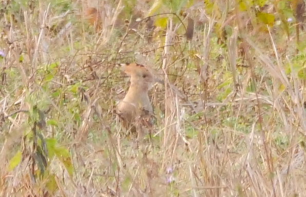 Common Hoopoe - ML647282959