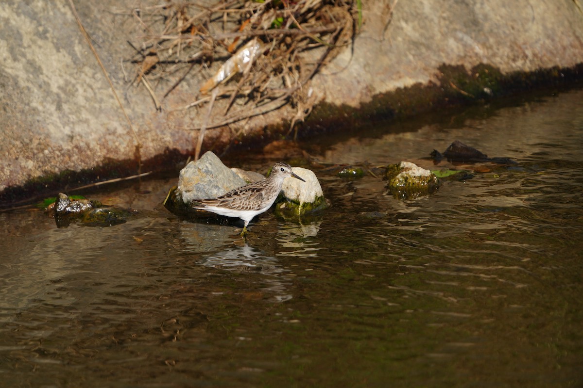 Sharp-tailed Sandpiper - ML647282960