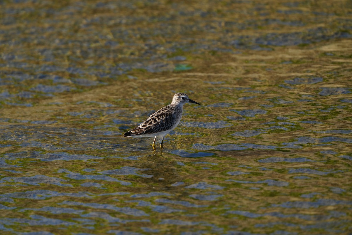 Sharp-tailed Sandpiper - ML647282961