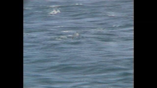 Buller's Shearwater - ML647282962