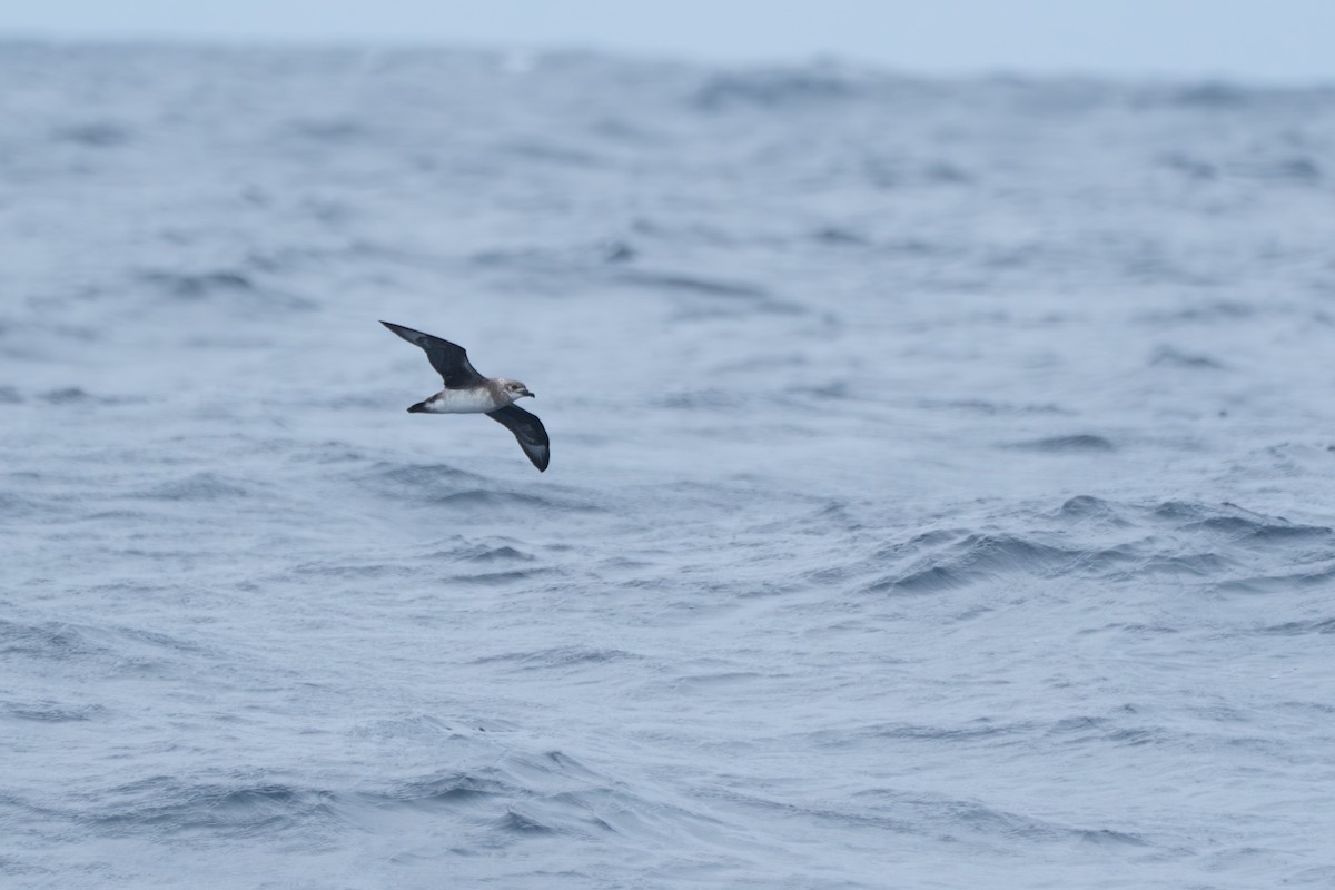 Кермадекский тайфунник - ML647282963