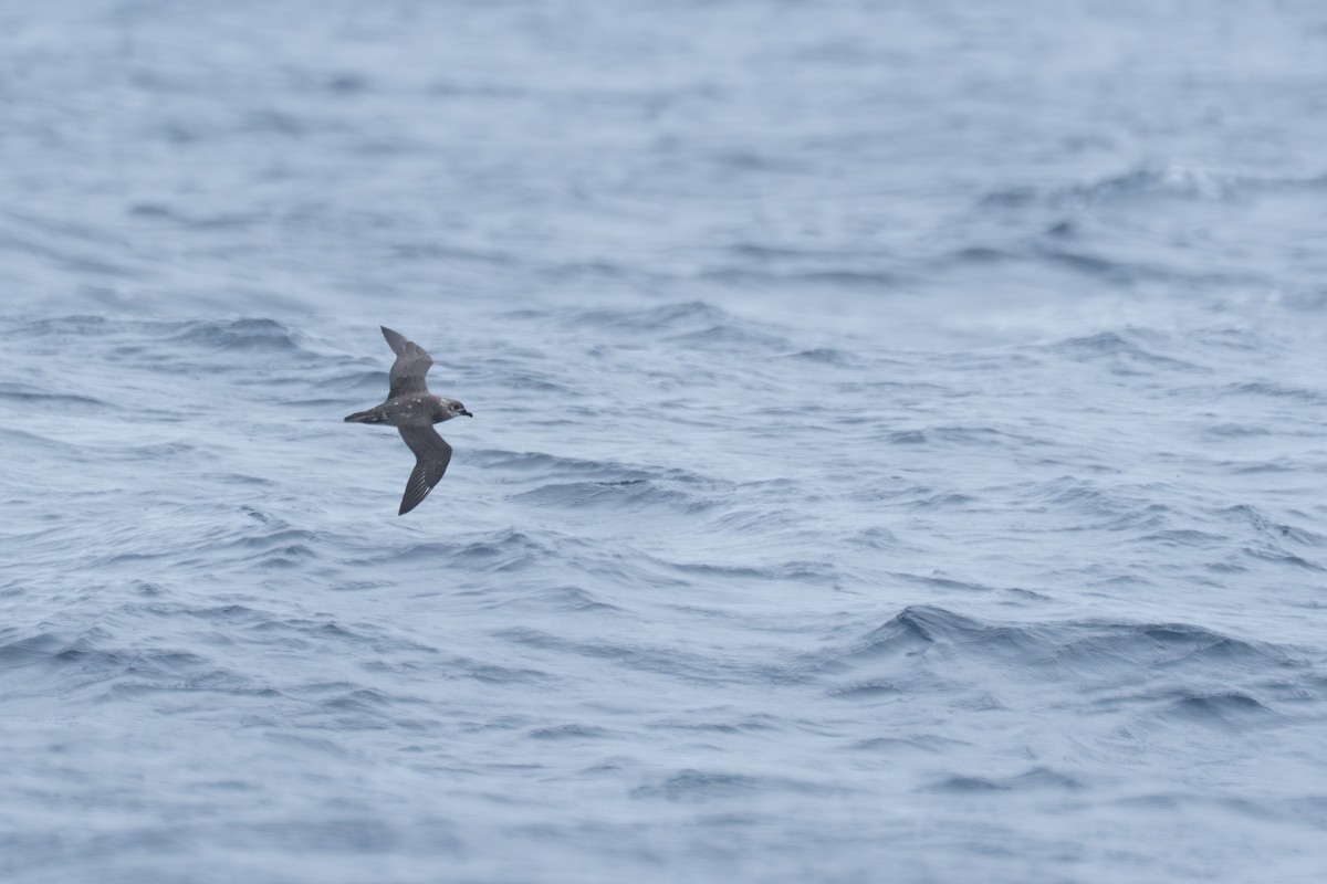 Кермадекский тайфунник - ML647282965