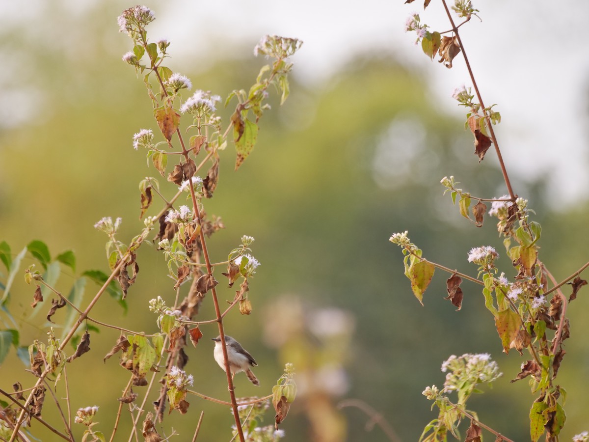 Jungle Prinia - ML647282967