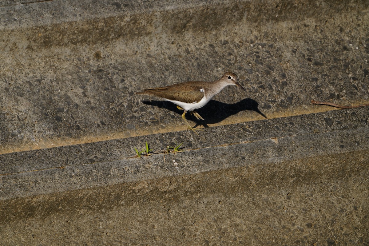 Common Sandpiper - ML647282968