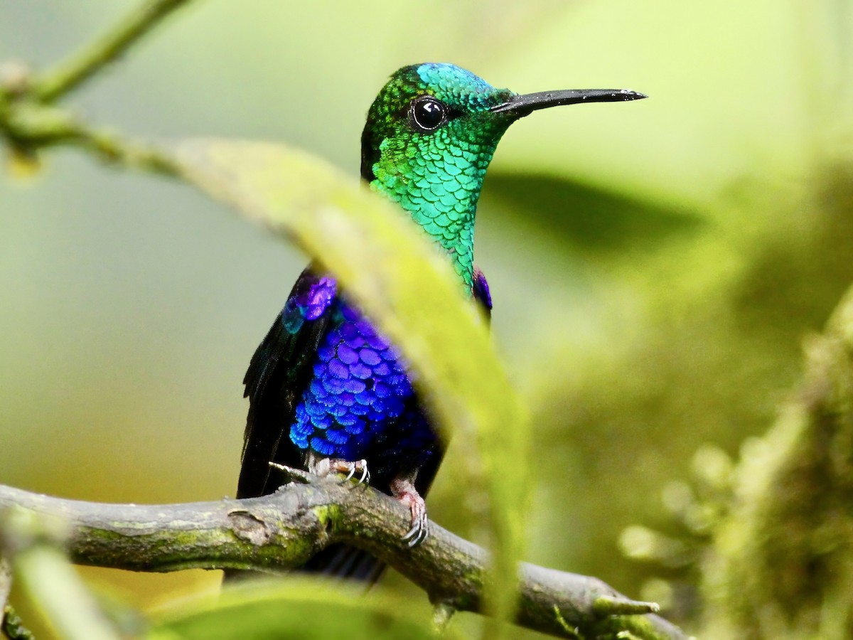 Crowned Woodnymph (Green-crowned/Emerald-bellied) - ML647282969