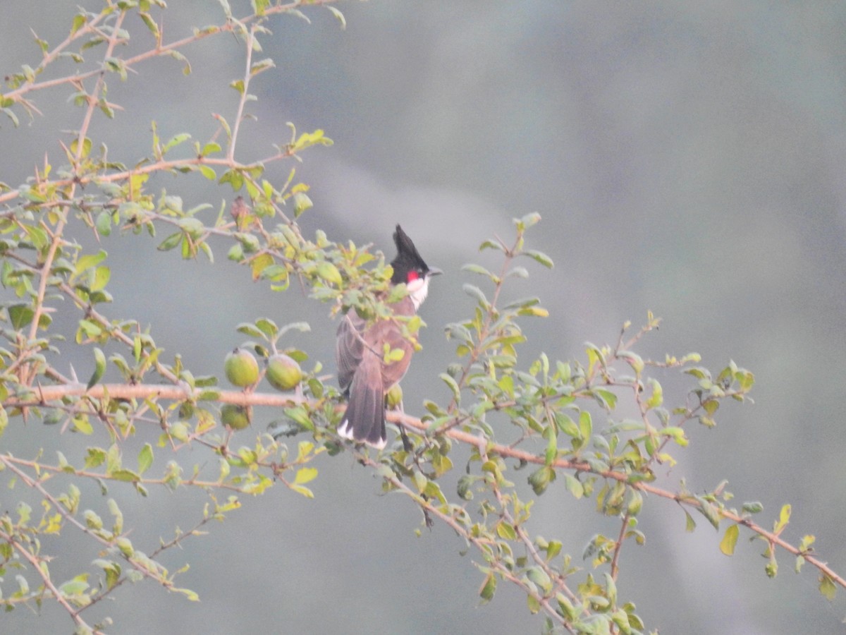 Red-whiskered Bulbul - ML647282970