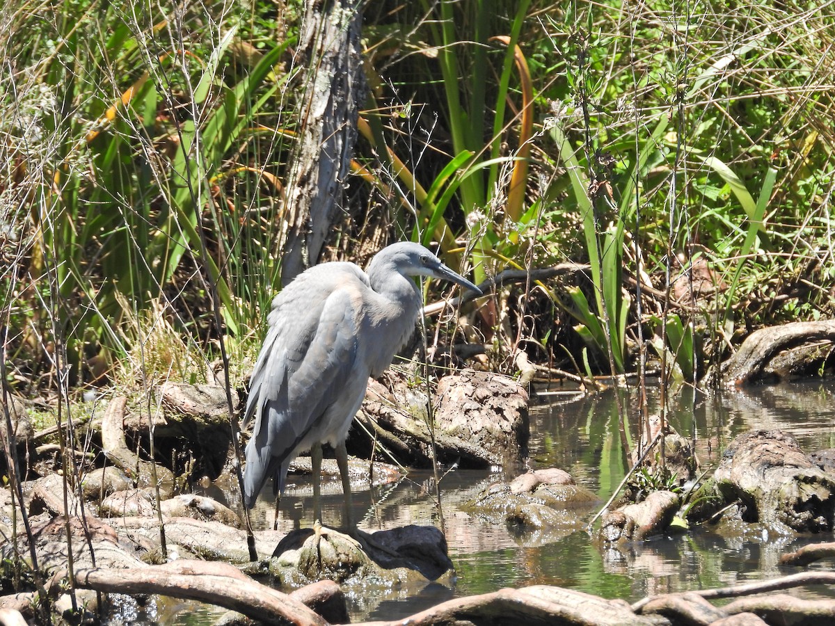 White-faced Heron - ML647282971