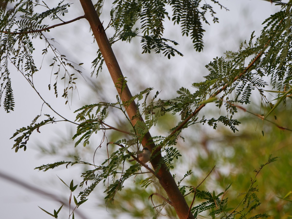 Gray-breasted Prinia - ML647282973