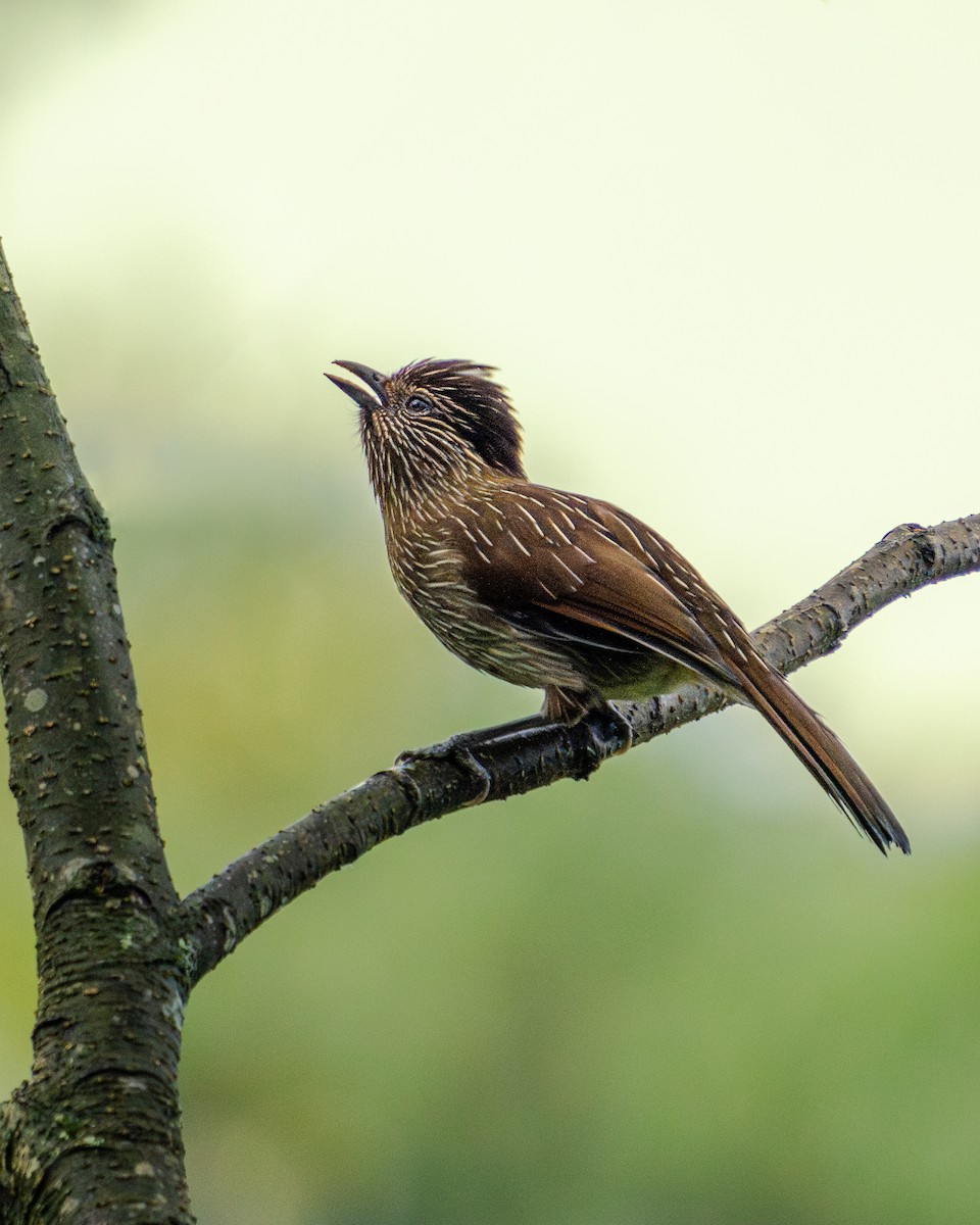 Полосатая тимелия - ML647282974