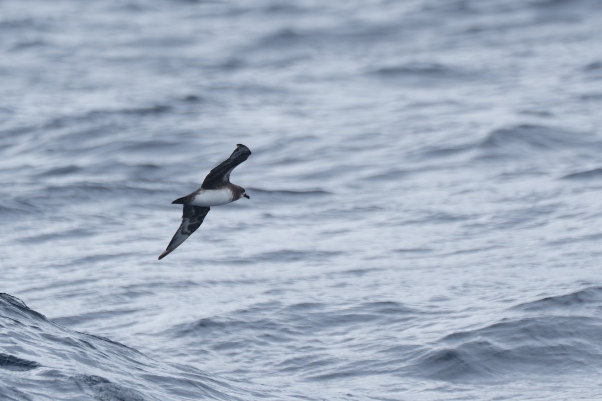 Кермадекский тайфунник - ML647282975