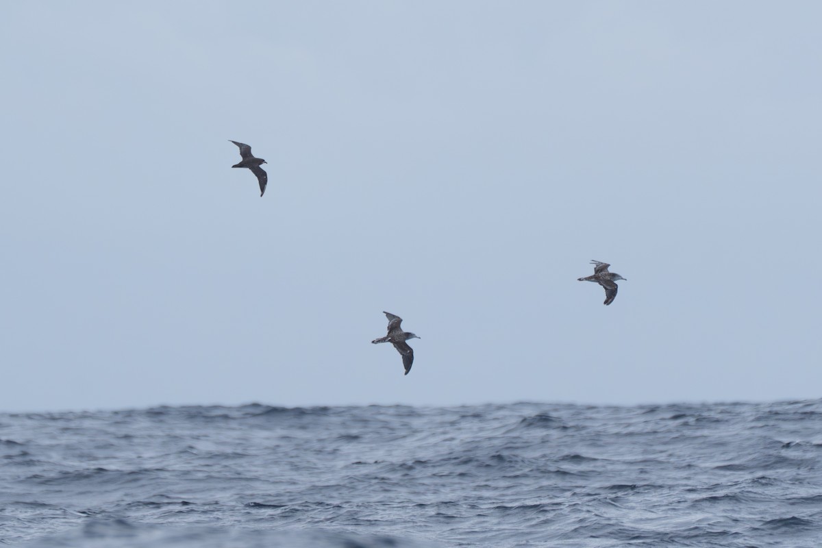 Кермадекский тайфунник - ML647282976