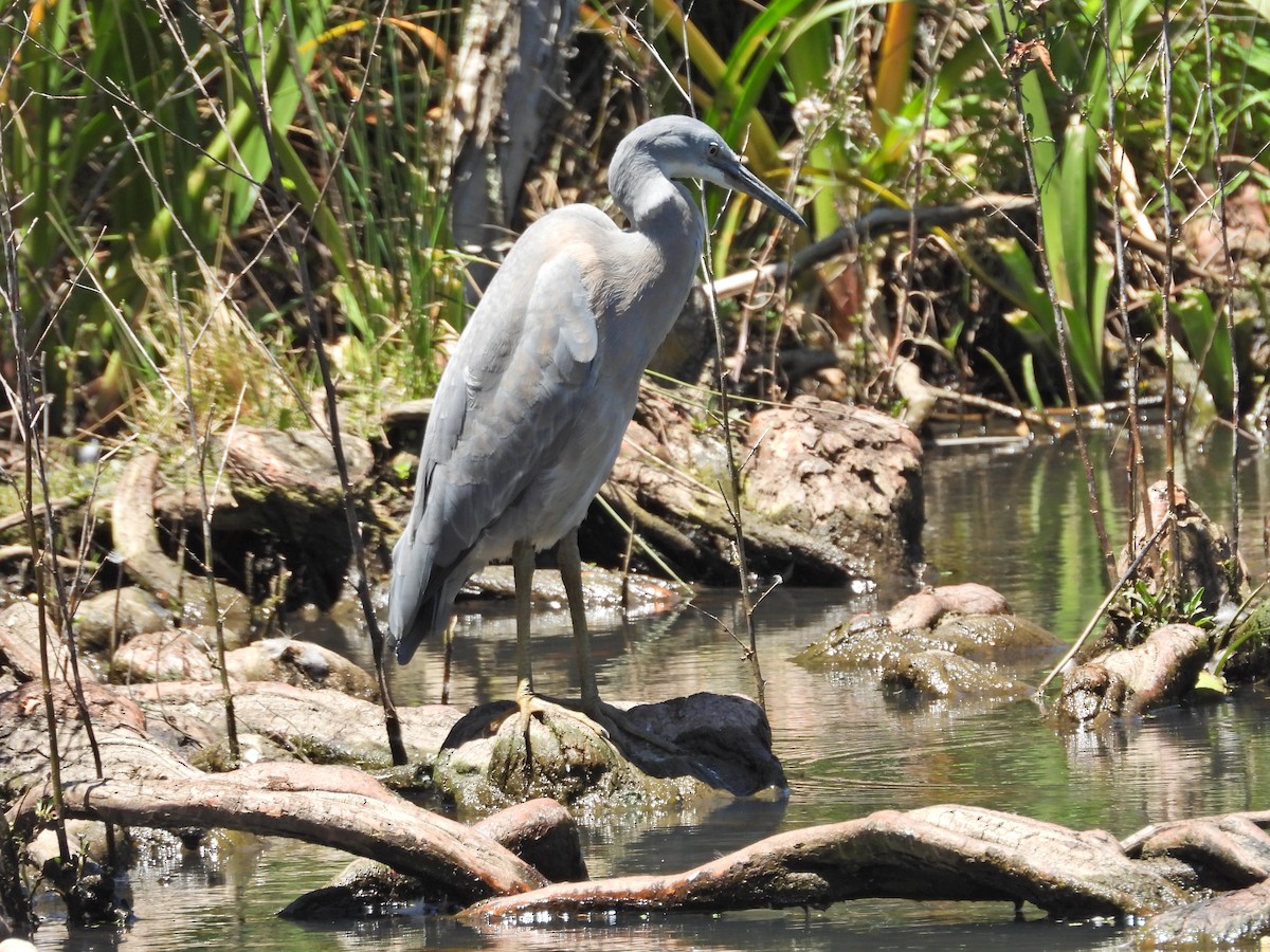 White-faced Heron - ML647282977