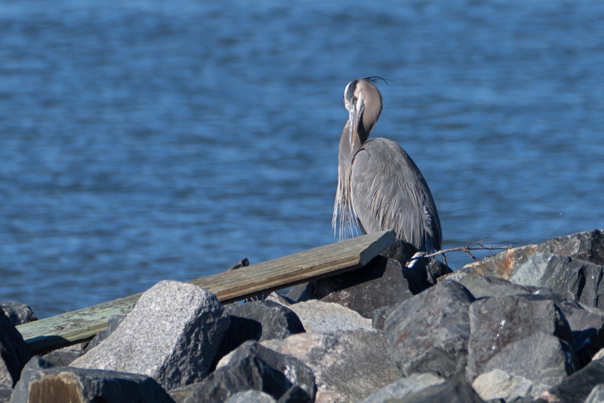 Great Blue Heron - ML647282979
