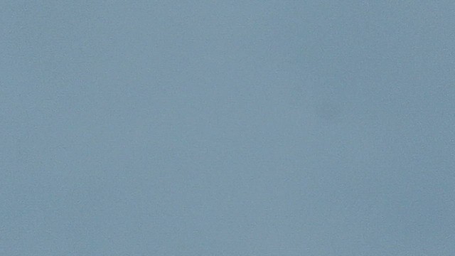 Aquila anatraia maggiore - ML647282980