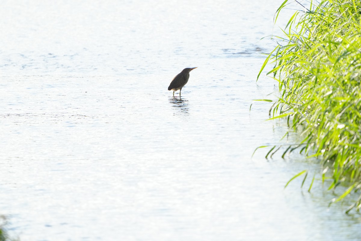 kanelrørdrum - ML647282981