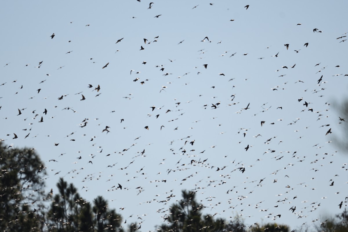 Tree Swallow - ML647282986