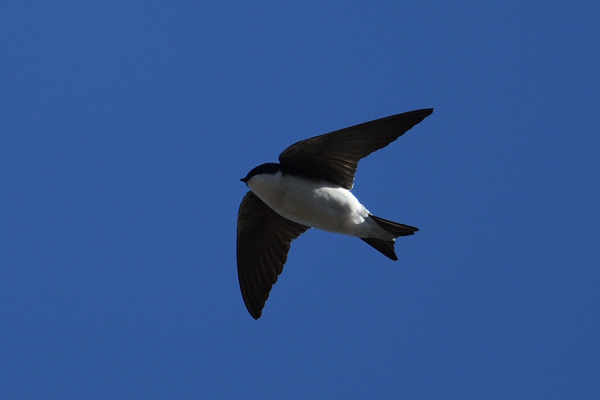 Tree Swallow - ML647282990