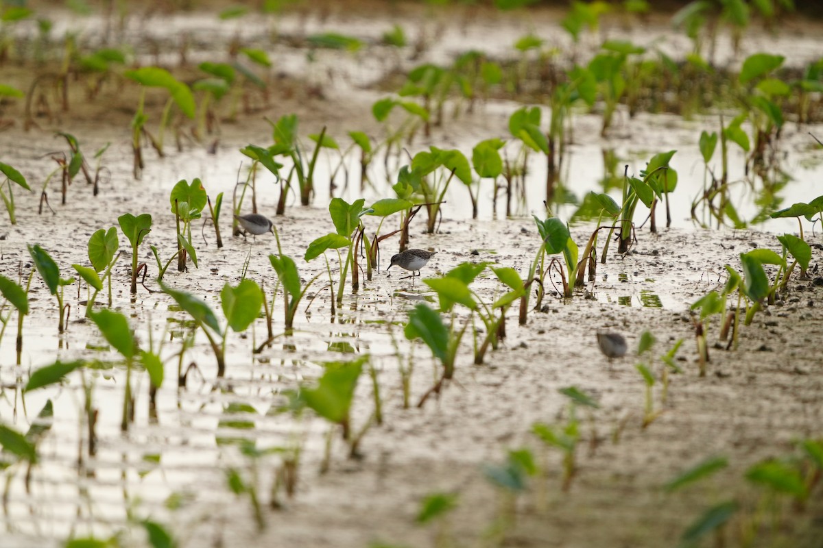 temmincksnipe - ML647282992