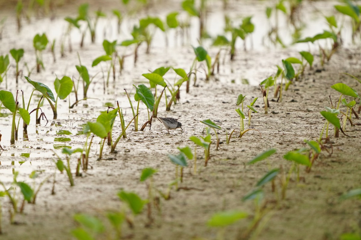 langtåsnipe - ML647282993