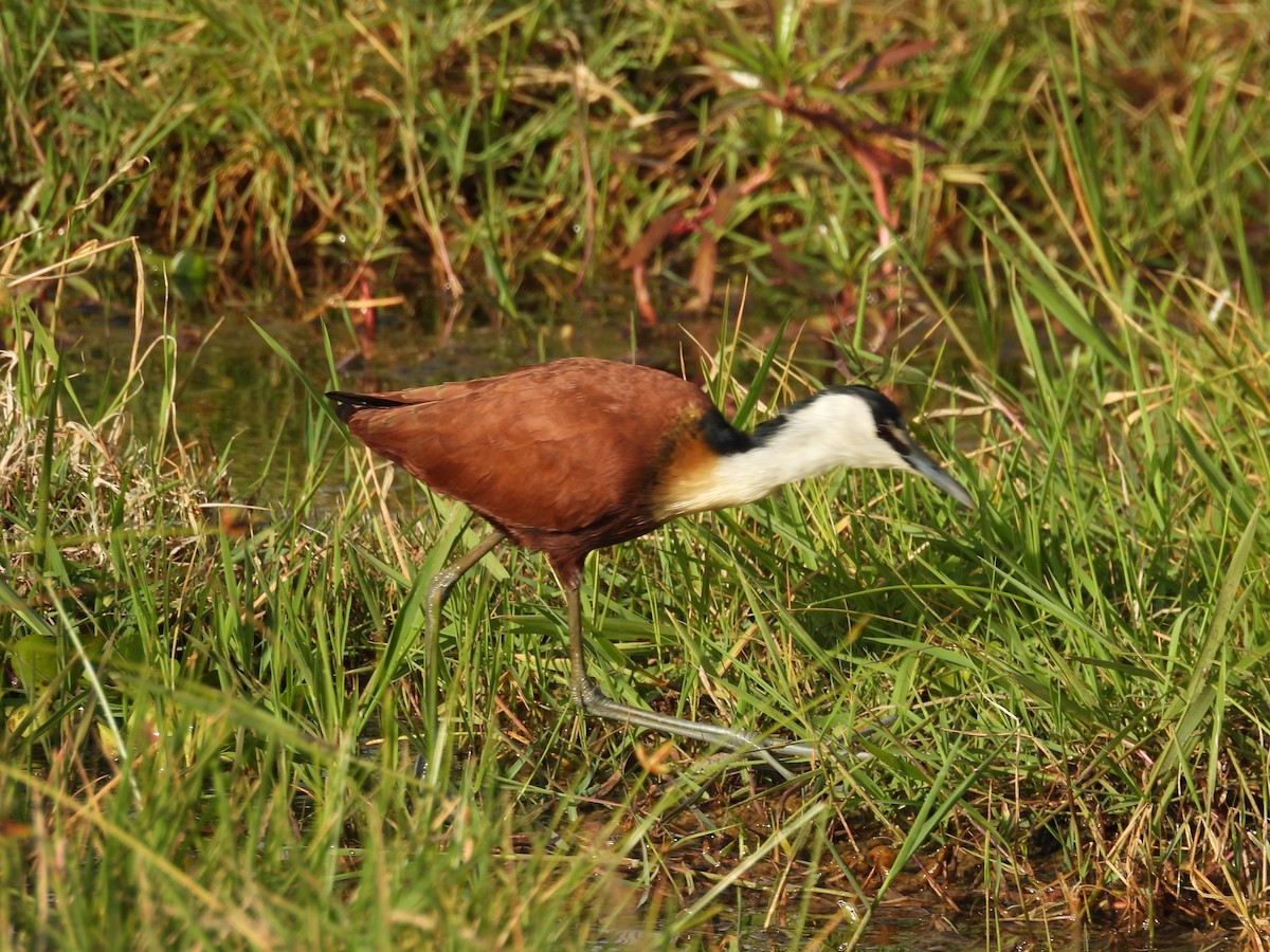 African Jacana - ML647282995