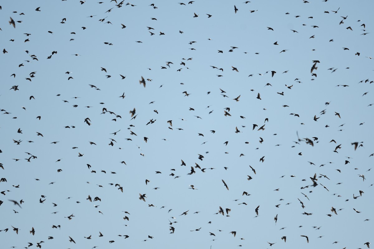 Tree Swallow - ML647282996