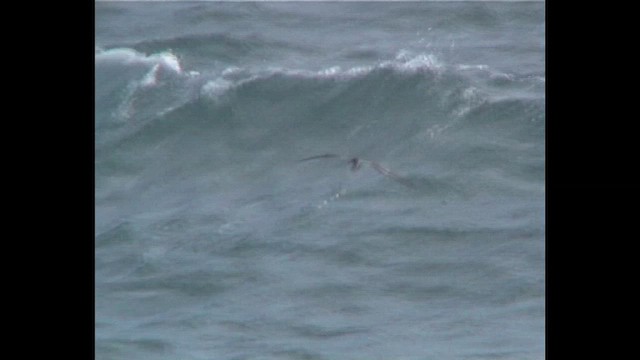 Buller's Shearwater - ML647283008