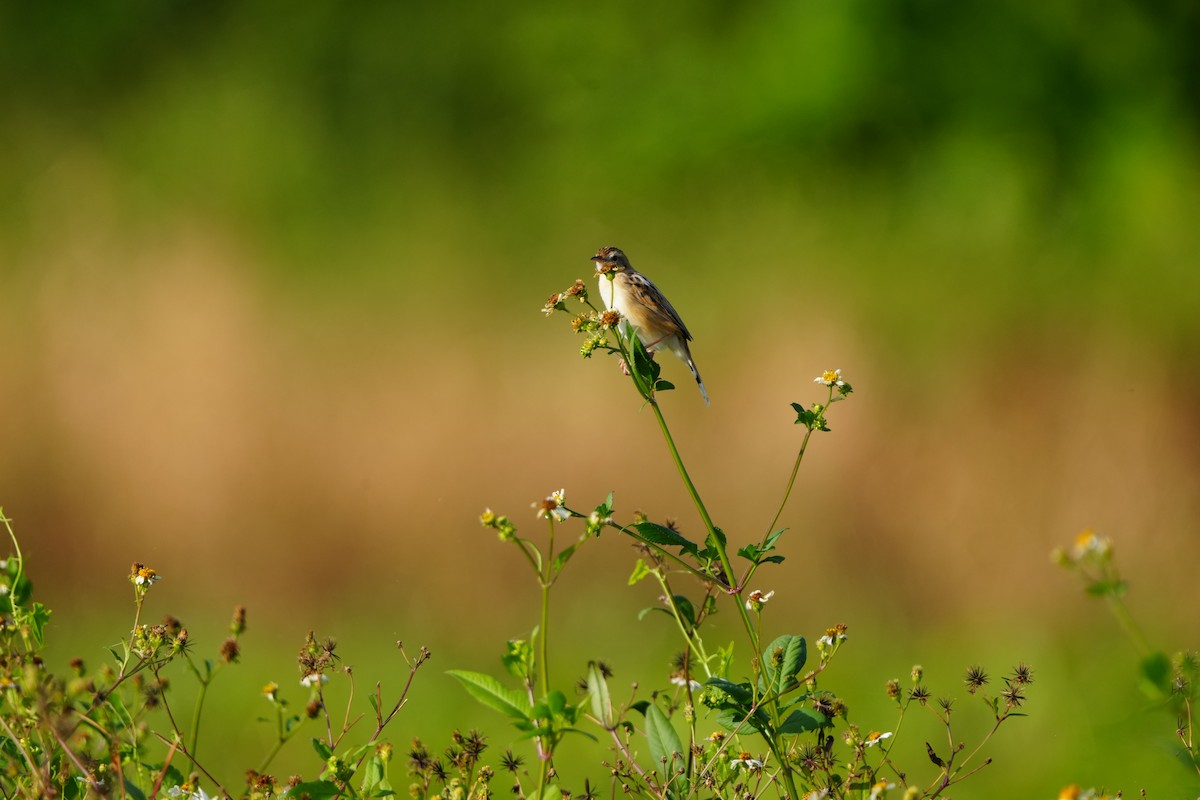 Zitting Cisticola (Far Eastern) - ML647283009