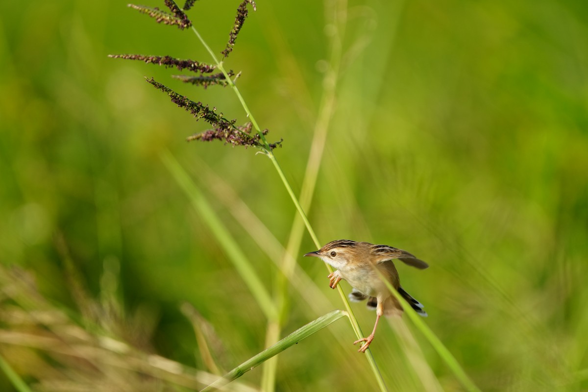 Zitting Cisticola (Far Eastern) - ML647283010