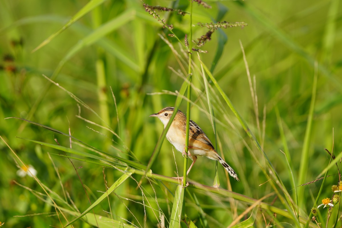 Zitting Cisticola (Far Eastern) - ML647283011