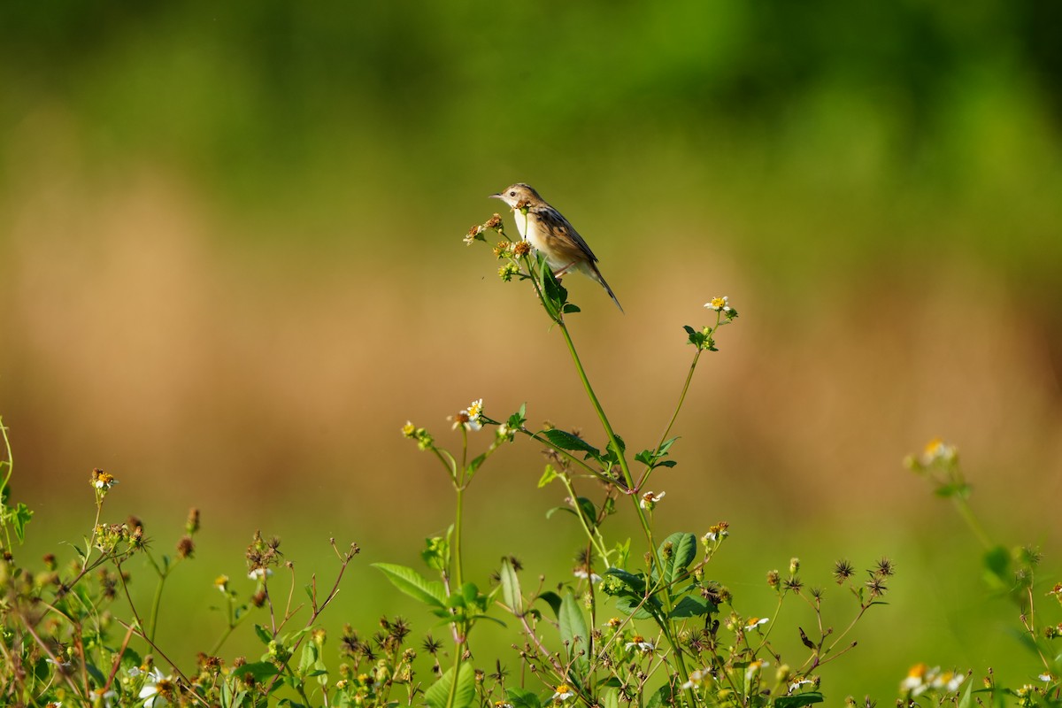 Zitting Cisticola (Far Eastern) - ML647283012