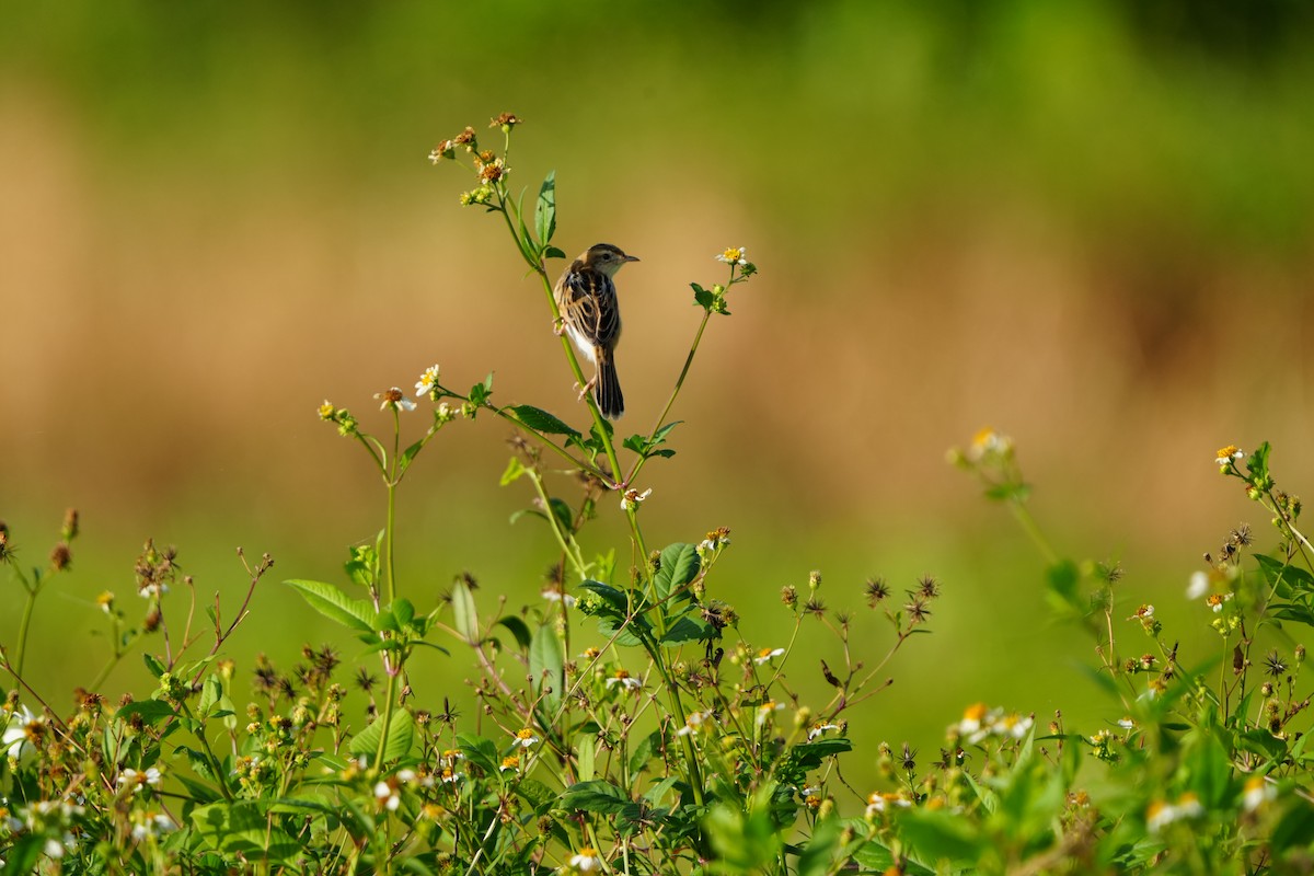Zitting Cisticola (Far Eastern) - ML647283013