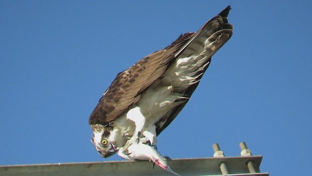 Osprey - ML647283016