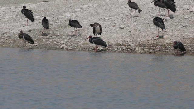 Black Stork - ML647283017
