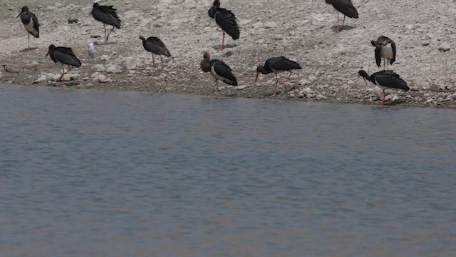 Black Stork - ML647283018