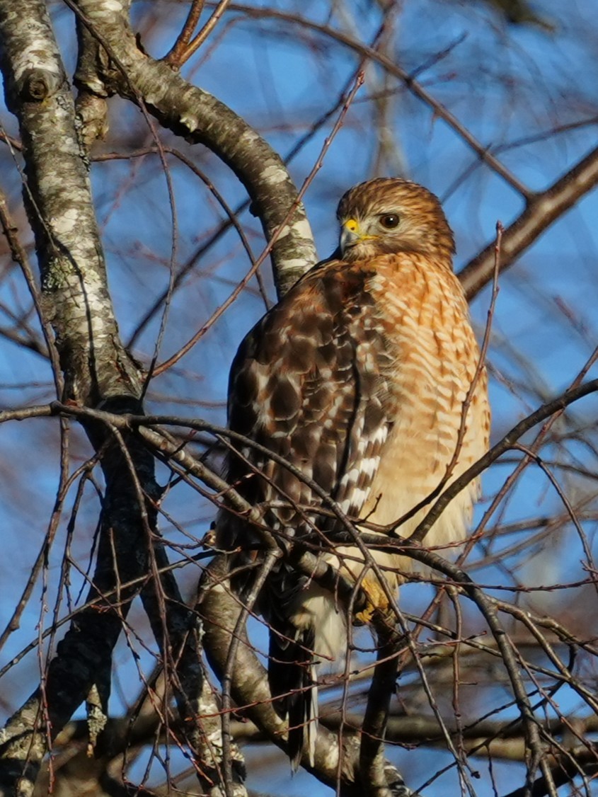 Red-shouldered Hawk - ML647283025