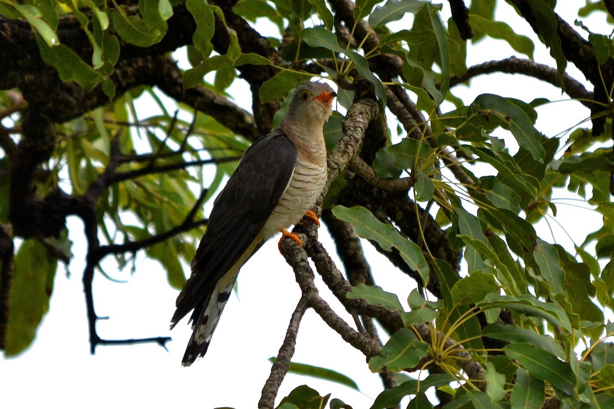 African Cuckoo - ML647283028