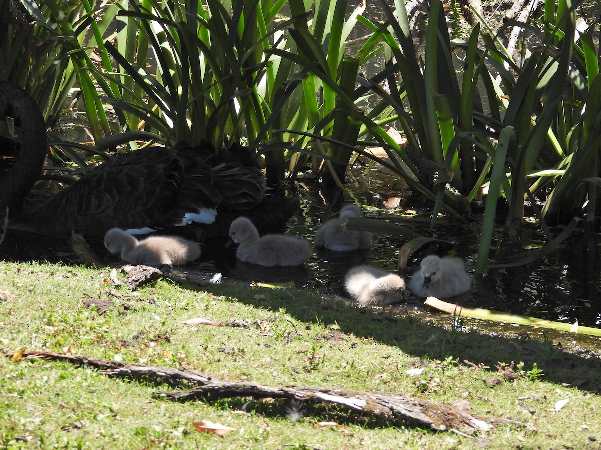 Black Swan - ML647283029