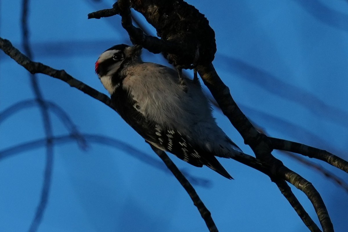 Downy Woodpecker - ML647283030