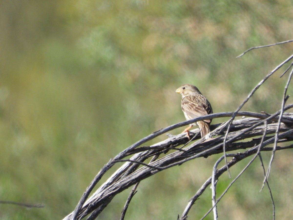 Corn Bunting - ML647283033