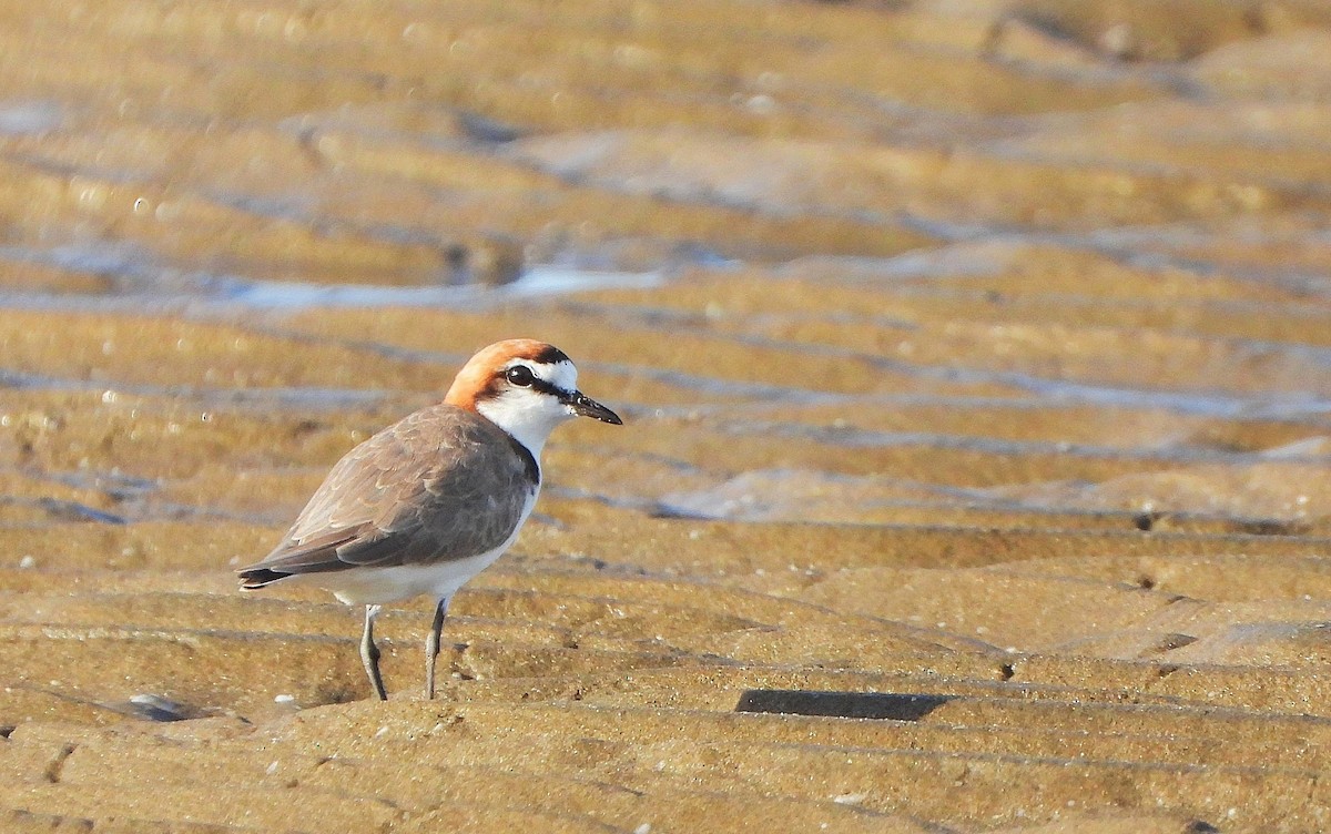 Red-capped Plover - ML647283034