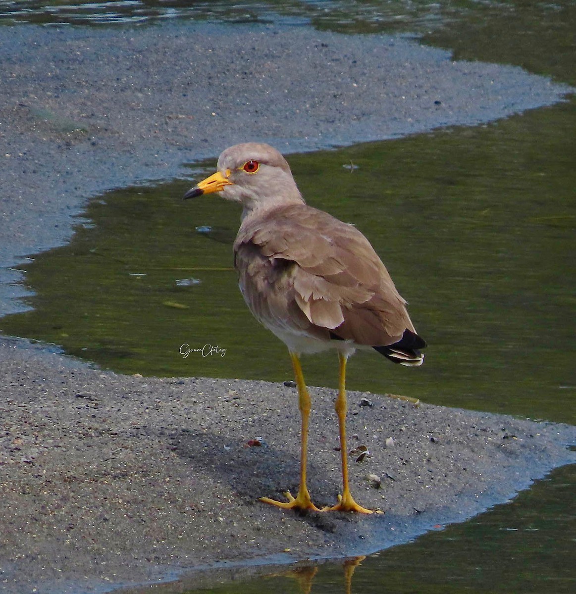 Gray-headed Lapwing - ML647283035