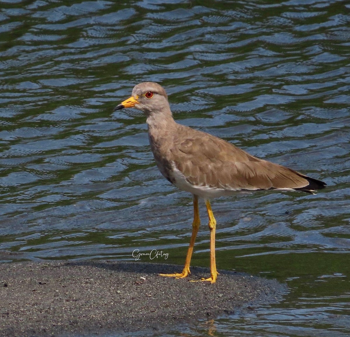 Gray-headed Lapwing - ML647283036