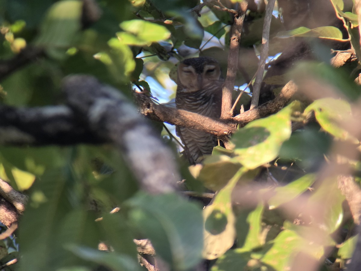 Spotted Wood-Owl - ML647283037