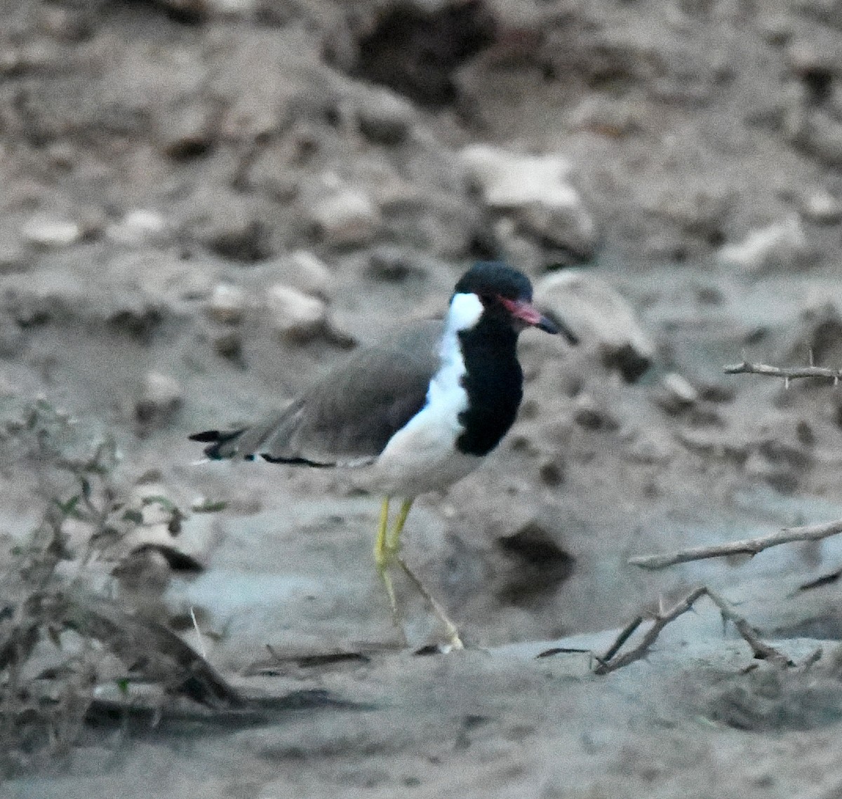 Red-wattled Lapwing - ML647283038